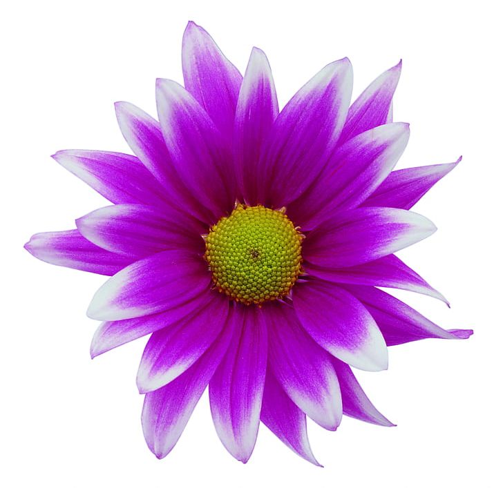 Flower Display Resolution PNG, Clipart, Annual Plant, Aster, Chrysanths, Closeup, Dahlia Free PNG Download