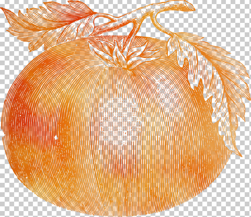 Yellow Onion Calabaza Vegetarian Cuisine Squash Winter Squash PNG, Clipart, Calabaza, Commodity, Hahn Hotels Of Sulphur Springs Llc, Onion, Paint Free PNG Download
