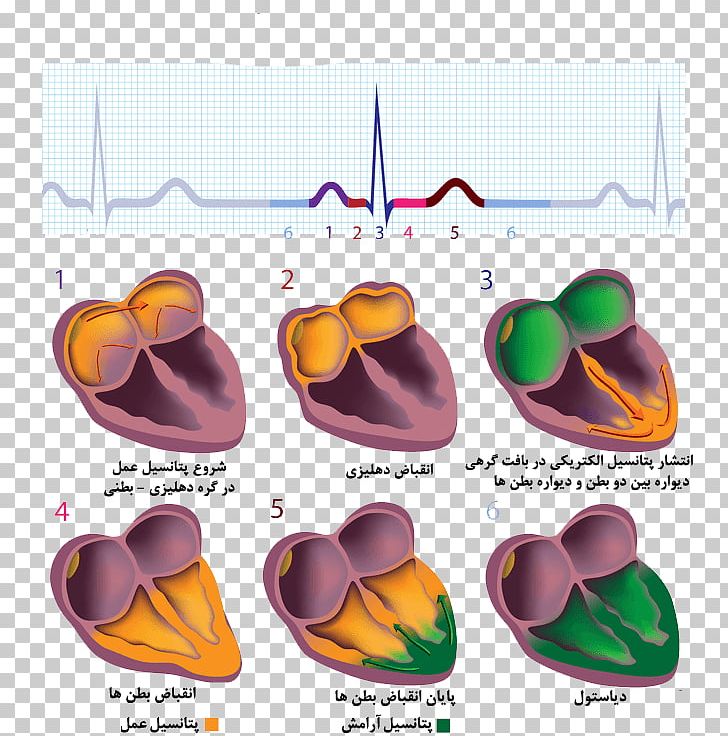 Cardiac Muscle Electrocardiography Electrical Conduction System Of The Heart Stock Photography PNG, Clipart, Anatomy, Atrial Fibrillation, Atrium, Cardiac Cycle, Cardiac Muscle Free PNG Download
