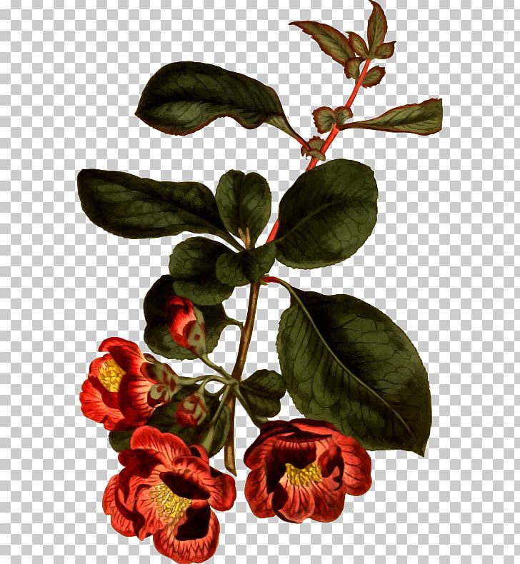 Chaenomeles Japonica Chaenomeles Speciosa Curtis's Botanical Magazine Botany Horticulture PNG, Clipart, Botanical Illustration, Branch, Carl Peter Thunberg, Chaenomeles Japonica, Chaenomeles Speciosa Free PNG Download