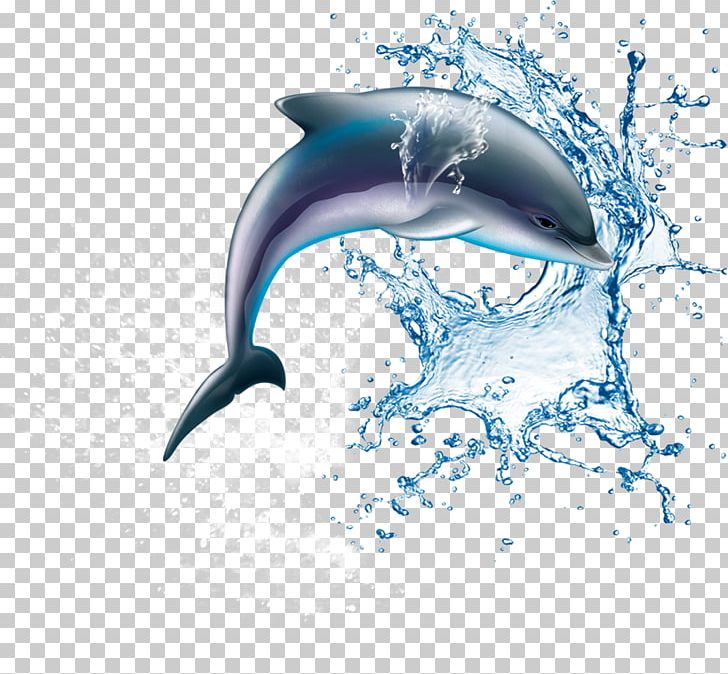 Common Bottlenose Dolphin Wholphin Wine Tucuxi PNG, Clipart, Animals, Cartoon Dolphin, Computer Wallpaper, Cute Dolphin, Desktop Wallpaper Free PNG Download