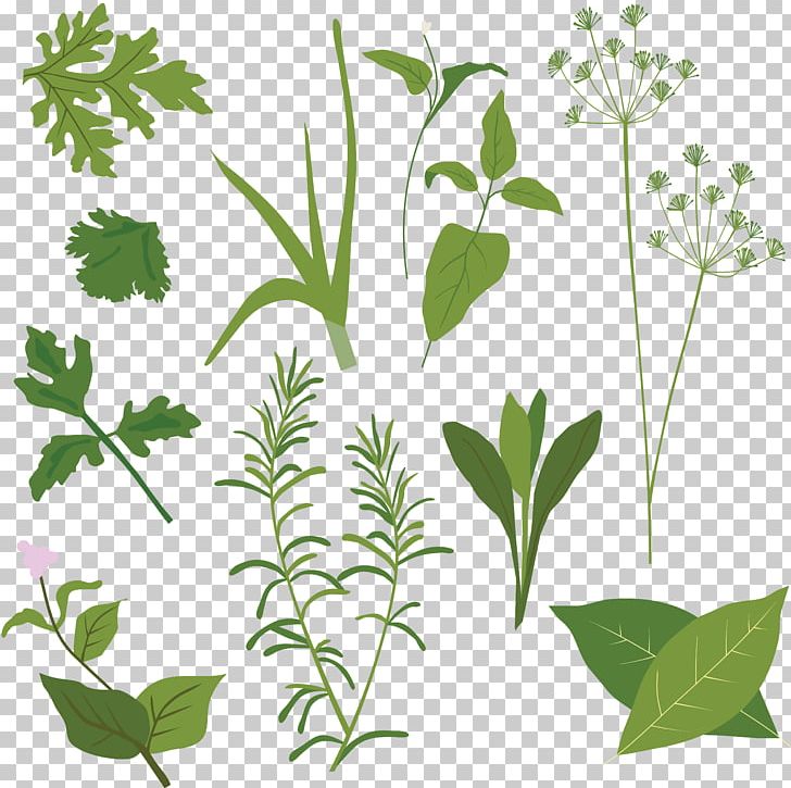 Herb Graphics Illustration Spice PNG, Clipart, Basil, Branch, Coriander, Dill, Drawing Free PNG Download