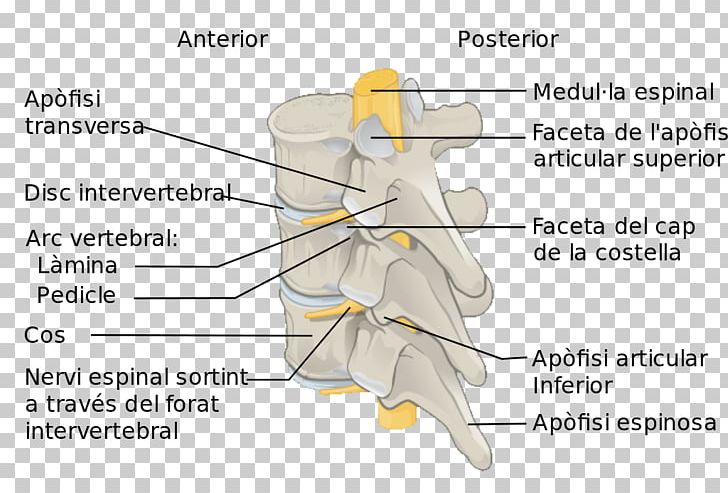 Vertebral Column Spinal Cord Anatomy Lumbar Vertebrae PNG, Clipart, Anatomy, Angle, Bone, Cervical Vertebrae, Diagram Free PNG Download