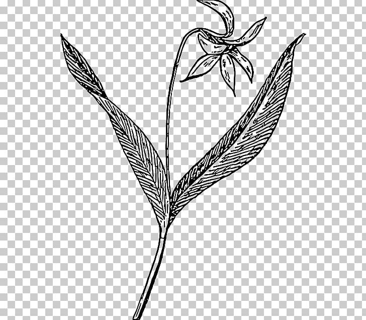 Dogtooth Violet Drawing PNG, Clipart, Black And White, Branch, Color, Commodity, Download Free PNG Download