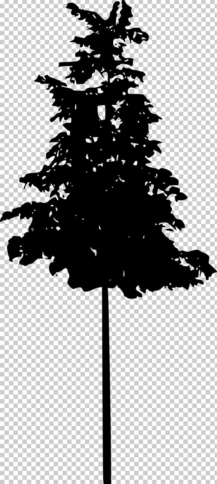 Pine Tree Spruce Conifers PNG, Clipart, Black And White, Branch, Christmas Decoration, Christmas Ornament, Christmas Tree Free PNG Download