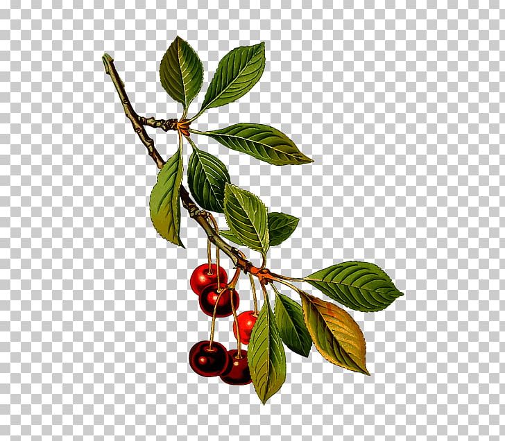Sour Cherry Sweet Cherry Cerasus Prunus Fruticosa PNG, Clipart, Berry, Branch, Cherry, Chokeberry, Food Free PNG Download