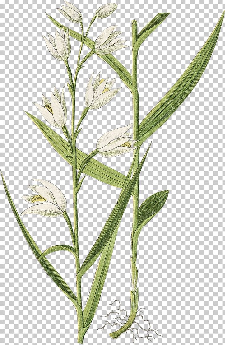 Botanical Illustration Botany Printmaking Flower Art PNG, Clipart, Art, Botanical Illustration, Botany, Drawing, Fine Art Free PNG Download