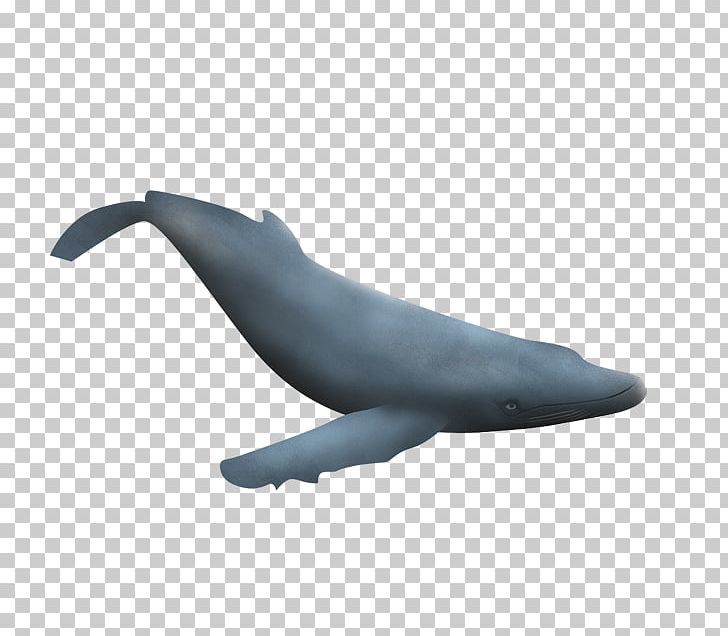 Common Bottlenose Dolphin Tucuxi Wholphin Sea Lion PNG, Clipart, Animals, Bottlenose Dolphin, Common Bottlenose Dolphin, Dolphin, Fin Free PNG Download
