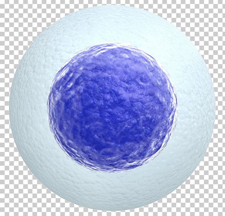 Egg Cell Egg Donation Stock Photography Zygote PNG, Clipart, Assisted Reproductive Technology, Cell, Circle, Egg, Egg Cell Free PNG Download