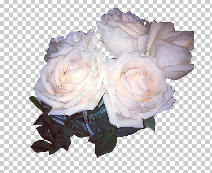 Garden Roses Cabbage Rose Cut Flowers Floribunda PNG, Clipart, Artificial Flower, Avatan, Avatan Plus, Cut Flowers, Fashion Free PNG Download