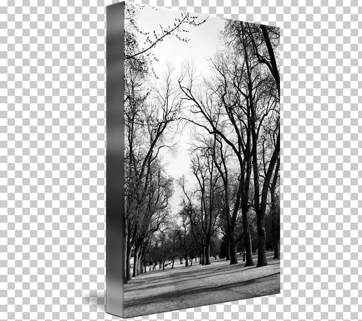 Stock Photography Winter Branching Sky Plc PNG, Clipart, Black And White, Branch, Branching, Forest, Monochrome Free PNG Download