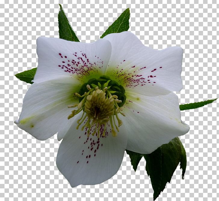 Flower Helleborus Niger Garden Roses PNG, Clipart, Blog, Deco, Flower, Flowering Plant, Garden Roses Free PNG Download
