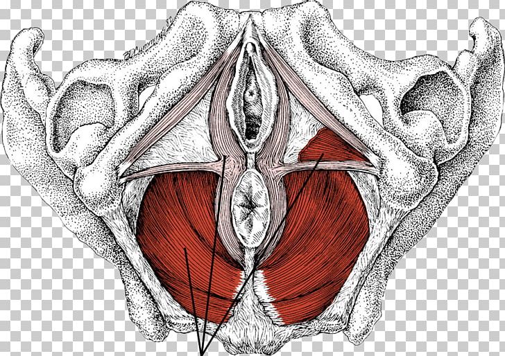 Gray's Anatomy Pelvic Floor Myofascial Trigger Point Pelvis PNG, Clipart,  Free PNG Download