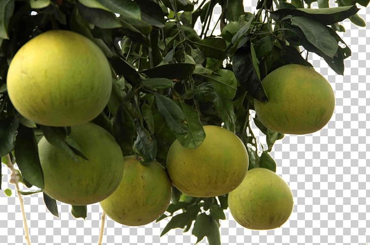 Lemon Pomelo Citron Grapefruit Key Lime PNG, Clipart, Apple, Belly, Big, Bitter Orange, Chef Cook Free PNG Download