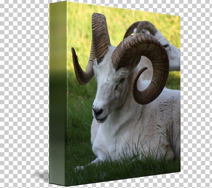 Sheep Argali Goat Fauna Horn PNG, Clipart, Animal, Animals, Argali, Bighorn Sheep, Cow Goat Family Free PNG Download