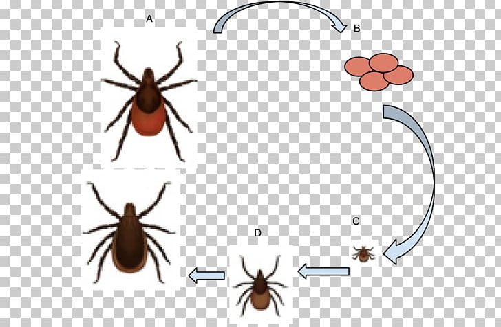 Deer Tick American Dog Tick Lyme Disease Ixodes Ricinus PNG, Clipart, American Dog Tick, Arthropod, Beetle, Deer Tick, Disease Free PNG Download