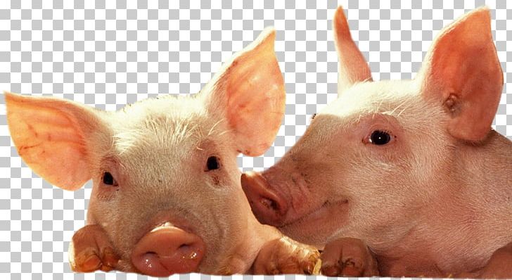 Domestic Pig Piglet Desktop Cattle PNG, Clipart, 1080p, Animals, Boar, Cattle, Computer Free PNG Download