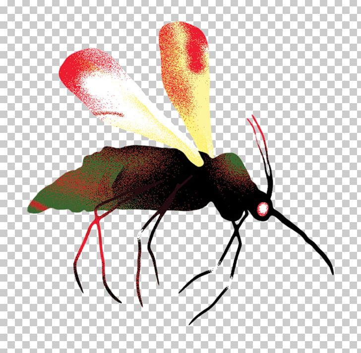 Fly Mosquito Insect Pollinator Cochliomyia Hominivorax PNG, Clipart, Animal, Arthropod, Fly, Google, Insect Free PNG Download
