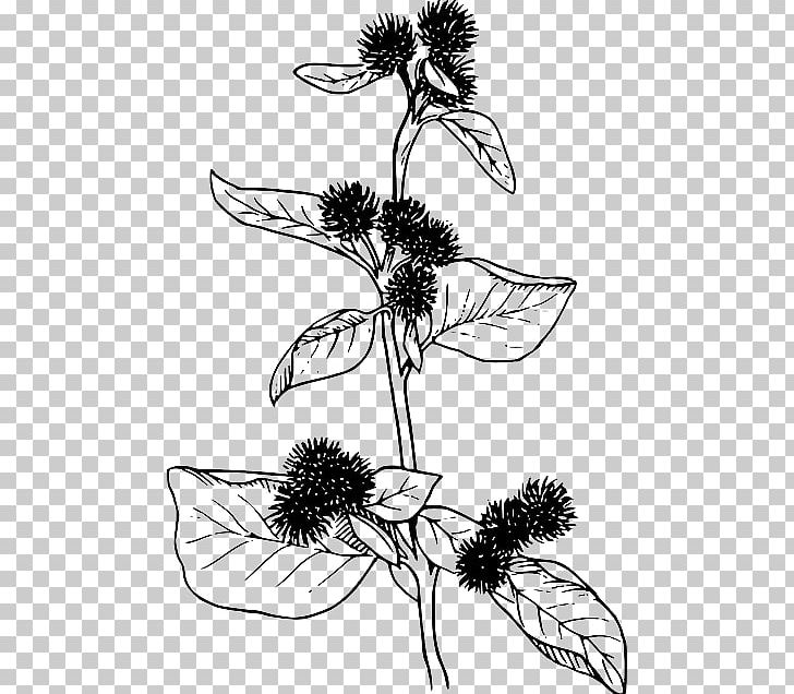 Graphics Open Greater Burdock PNG, Clipart, Artwork, Black And White, Branch, Burdock, Daisy Family Free PNG Download