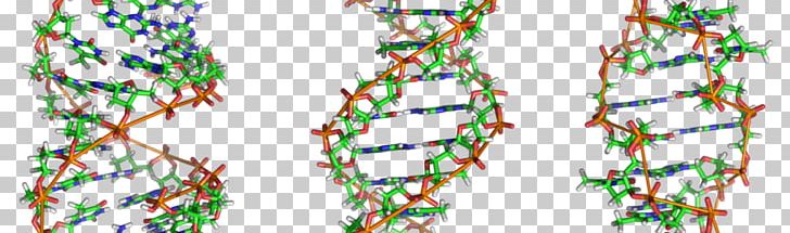 Z-DNA Nucleic Acid Double Helix Genome A-DNA PNG, Clipart, Adna, Branch, Chromosome, Dna, Genetics Free PNG Download