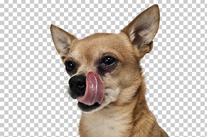 Chihuahua Puppy Stock Photography PNG, Clipart, Alamy, Animal, Animals, Anime Character, Anime Girl Free PNG Download