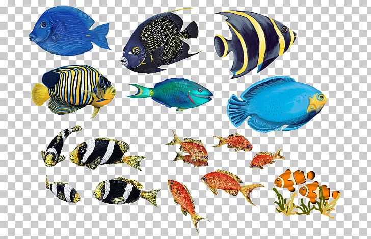 Fish Bass Cooking Food PNG, Clipart, Animals, Aquarium, Aquarium Decor, Bass, Catla Catla Free PNG Download