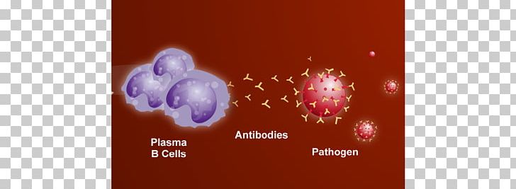 Plasma Cell B Cell Antibody White Blood Cell PNG, Clipart, Antibody, Antigen, B Cell, Blood, Blood Cell Free PNG Download