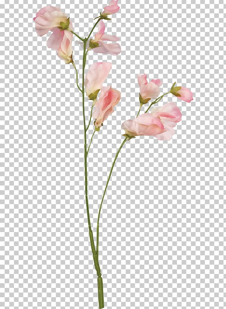 Sweet Pea Flower Floral Design Botanical Illustration PNG, Clipart, Artificial Flower, Birth Flower, Blossom, Branch, Bud Free PNG Download