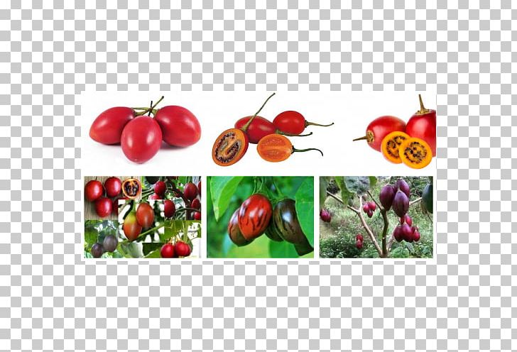 Bush Tomato Lalab Tamarillo Benih Seed PNG, Clipart, Acerola, Acerola Family, Apple, Auglis, Australian Desert Raisin Free PNG Download