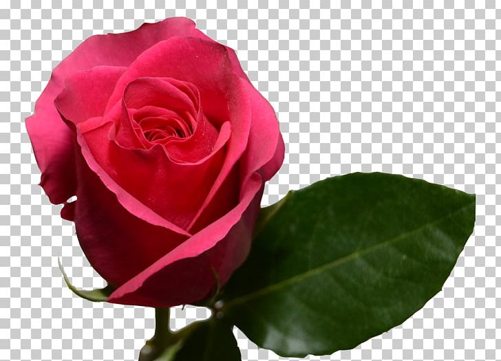 Garden Roses Cabbage Rose Floribunda Pink Flower PNG, Clipart, Blue, China Rose, Cut Flowers, Floribunda, Flower Free PNG Download