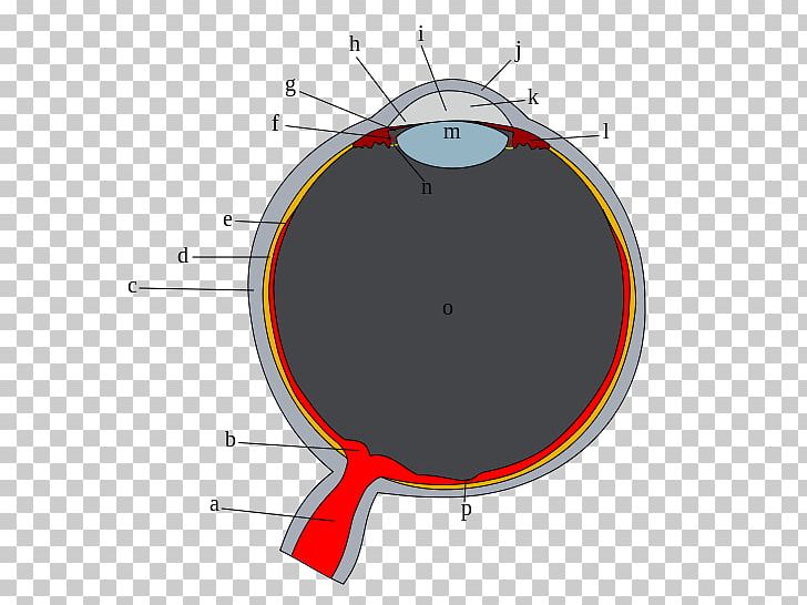 Human Eye Sclera Vitreous Body Corneal Limbus PNG, Clipart, Angle, Area, Blind Spot, Circle, Clock Free PNG Download