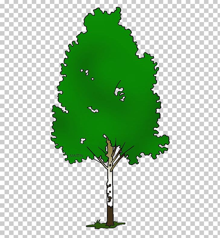 Paper Birch Silver Birch Tree PNG, Clipart, Bald Cypress, Birch, Birch Tree, Branch, Clip Art Free PNG Download