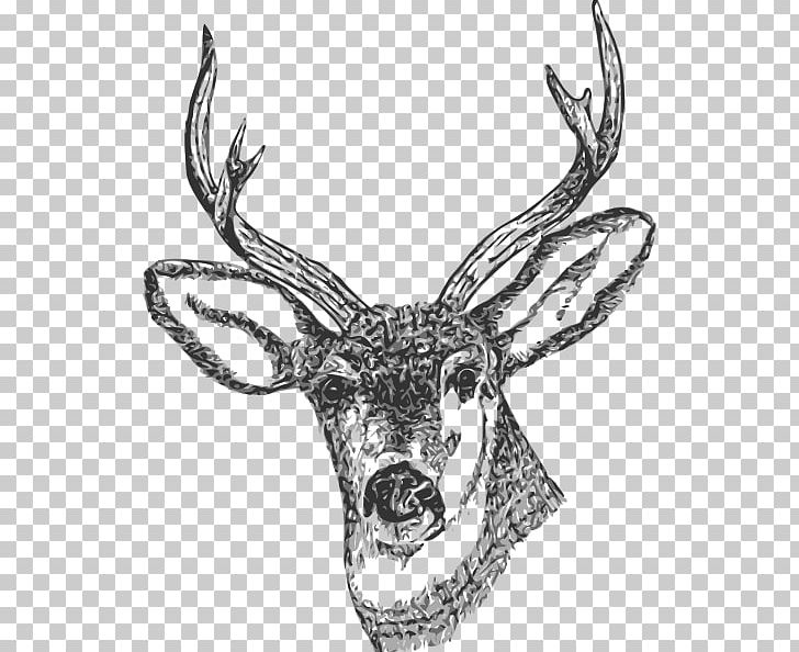 White-tailed Deer Reindeer PNG, Clipart, Antler, Black And White, Computer Icons, Deer, Drawing Free PNG Download