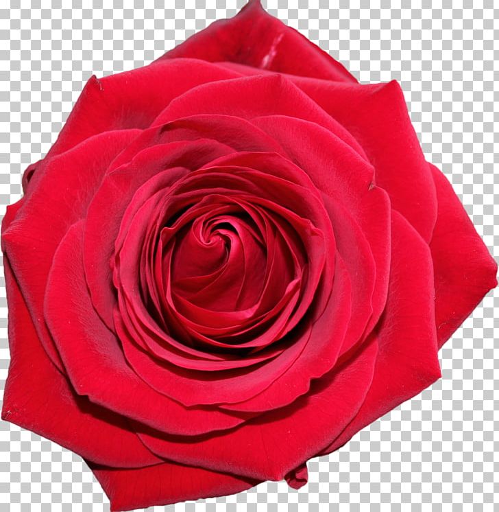 Centifolia Roses Garden Roses PNG, Clipart, Centifolia Roses, Cut Flowers, Digital Media, Document, Floribunda Free PNG Download