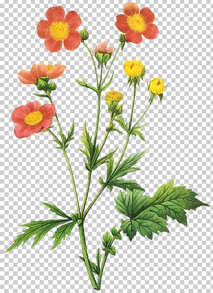 Choix Des Plus Belles Fleurs Botanical Illustration Botany PNG, Clipart, Art, Aven, Botanical, Choix Des Plus Belles Fleurs, Cut Flowers Free PNG Download