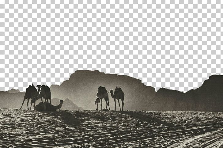 Gulf Of Aqaba Jerash Wadi Musa Camel PNG, Clipart, Animals, Aqaba, Background Black, Black, Black Hair Free PNG Download