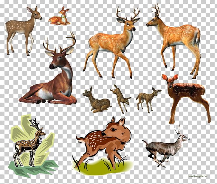 Reindeer White-tailed Deer Elk Musk Deer PNG, Clipart, Animal Figure, Animals, Antelope, Antler, Deer Free PNG Download