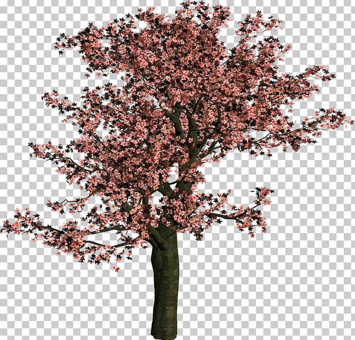 Tree Shrub Woody Plant Branch PNG, Clipart, Blossom, Branch, Cherry Blossom, Flowering Plant, Material Free PNG Download