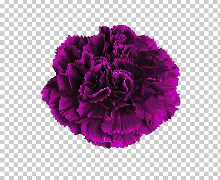 Carnation Pink Flower Purple Color PNG, Clipart, Art, Beach Rose, Carnation, Carnations, Cut Flowers Free PNG Download