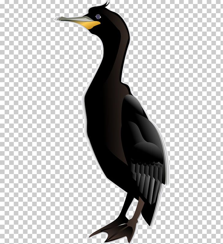 Double-crested Cormorant Bird PNG, Clipart, Bird, Clip Art, Double Crested Cormorant Free PNG Download