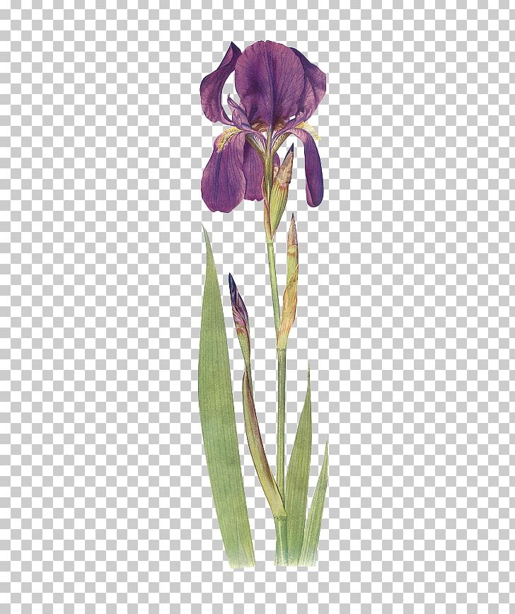 Iris Chrysographes Iris Fulva Iris Bulleyana Iris Clarkei Iris Orientalis PNG, Clipart, Background Green, Bonsai, Botany, Floral, Flower Free PNG Download