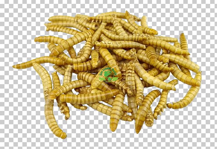 Mealworm Insect Larva Food Ragout PNG, Clipart, Animals, Boat, Book, Caterpillar, Cooking Free PNG Download
