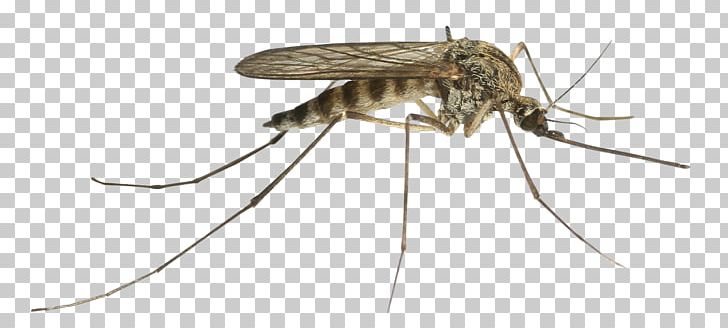 Mosquito PNG, Clipart, Arthropod, Computer Icons, Display Resolution, Document, Download Free PNG Download