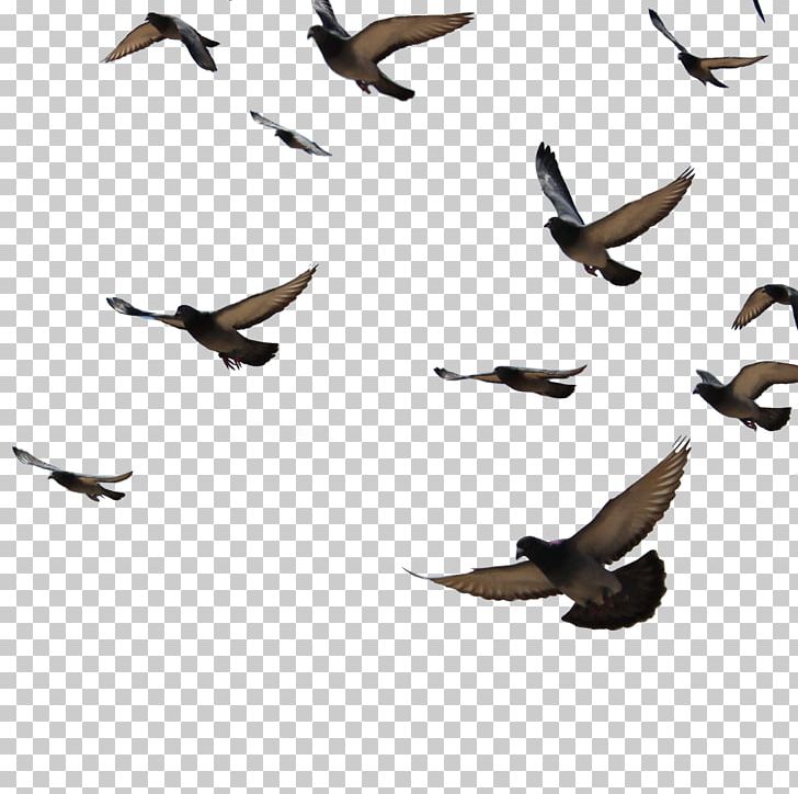 Bird Columbidae Columba PNG, Clipart, Angle, Animal, Animals, Aquila, Avialae Free PNG Download