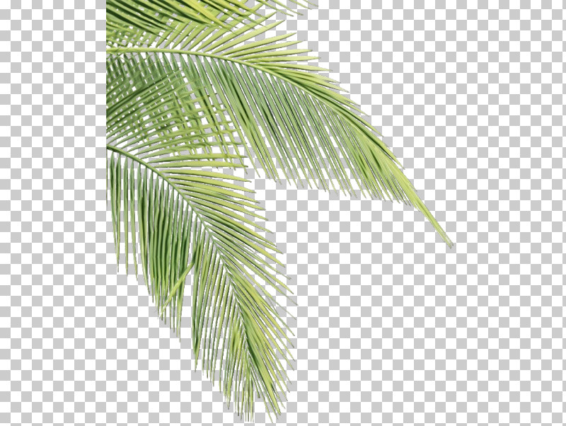 Palm Tree PNG, Clipart, Arecales, Borassus Flabellifer, Elaeis, Leaf, Paint Free PNG Download