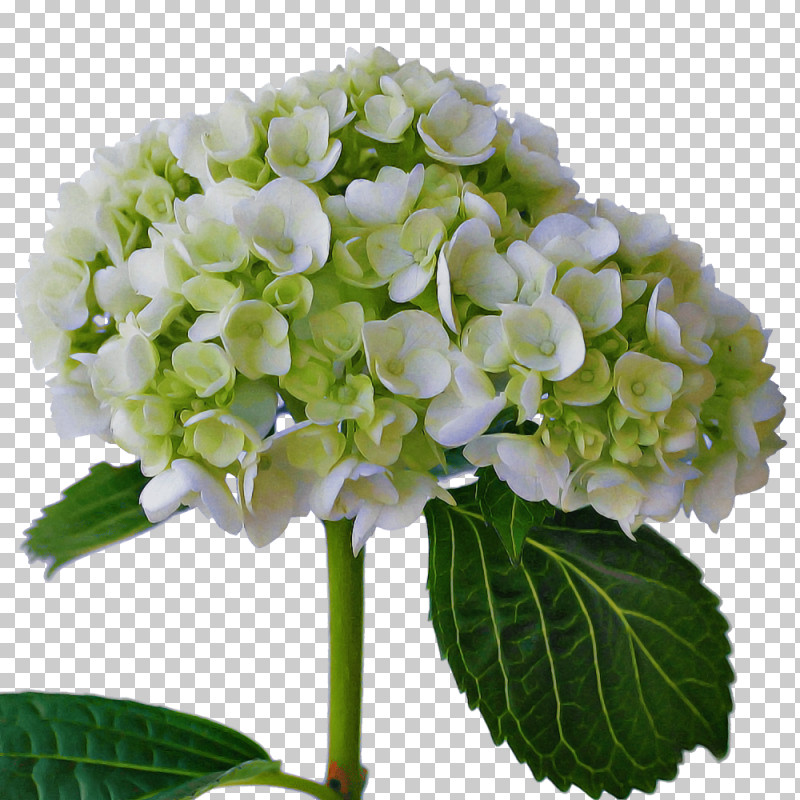 Floral Design PNG, Clipart, Cornales, Cut Flowers, Floral Design, Flower, Hydrangea Free PNG Download