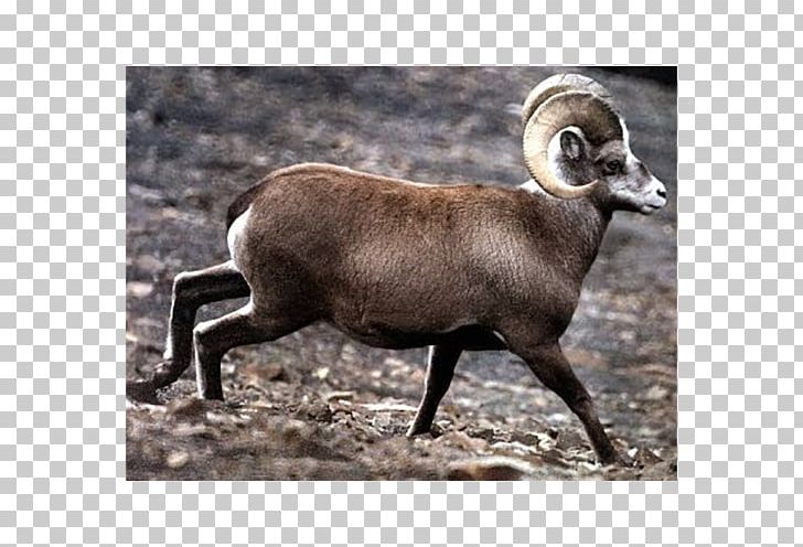 Argali Sheep Length Centimeter Genus PNG, Clipart, Animals, Argali, Bighorn, Centimeter, Cow Goat Family Free PNG Download