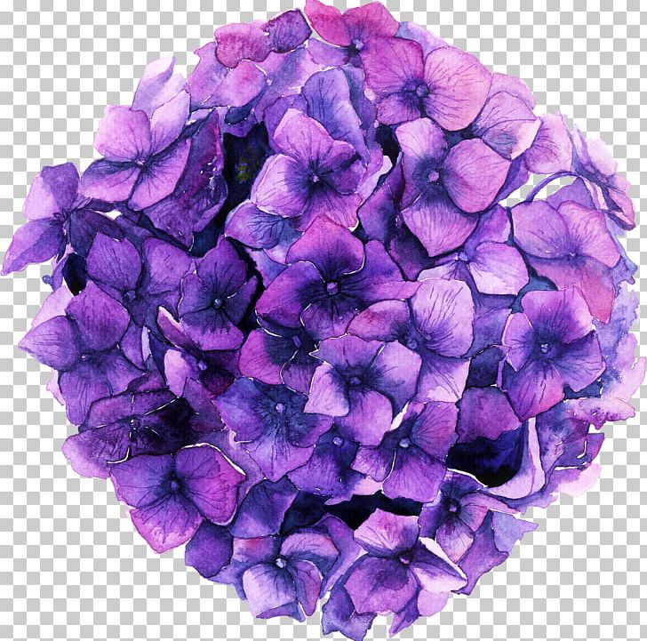 Hydrangea Blue Color Green Pink PNG, Clipart, Blue Color, Hortensia, Hydrangea Free PNG Download