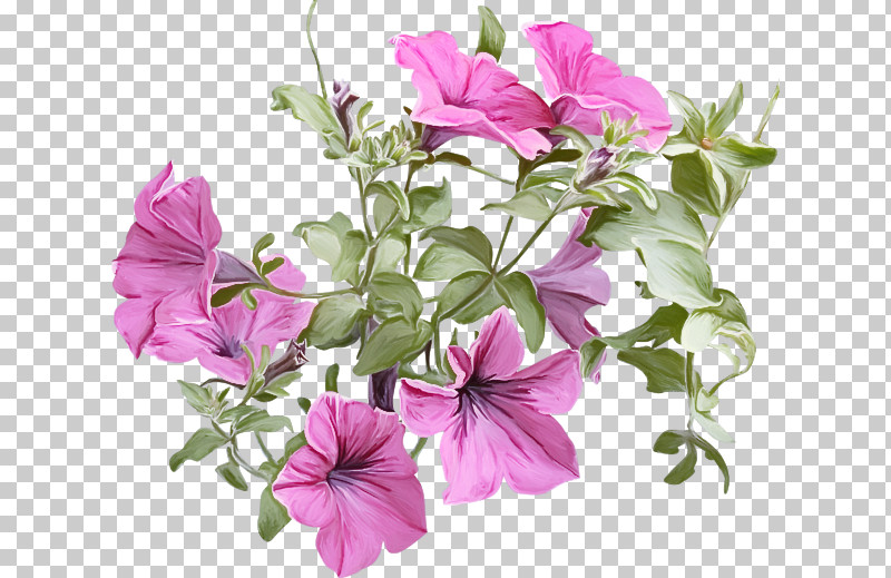 Flower Plant Petal Petunia Pink PNG, Clipart, Cut Flowers, Flower, Morning Glory, Morning Glory Family, Petal Free PNG Download