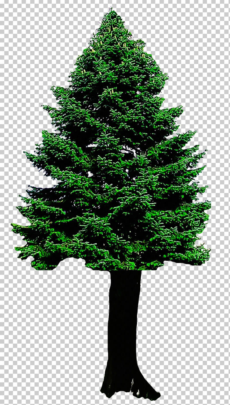 Christmas Tree PNG, Clipart, American Larch, Balsam Fir, Bigtree, Biome, Canadian Fir Free PNG Download